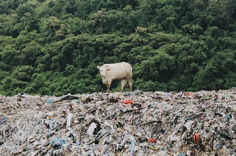 Sudah Melebihi Kapasitas Ini Kata Pemda Diy Terkait Persoalan Tpa