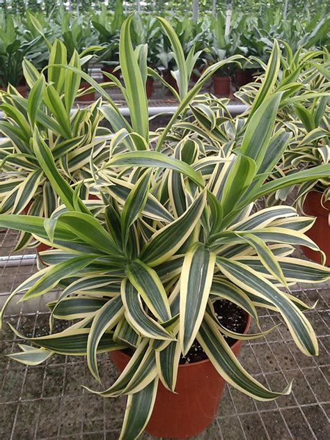 Dracaena Reflexa Variegata Pleomele Song Of India Plantvine