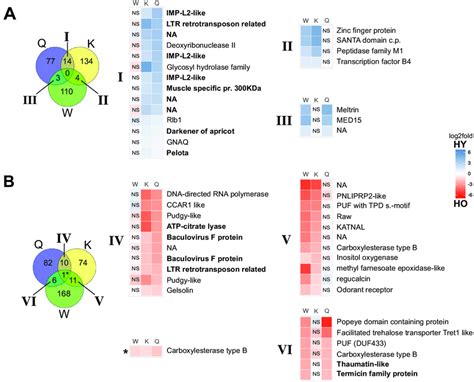 Venn Diagrams And Heatmaps Of Differentially Expressed Transcripts