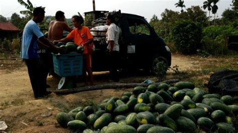 Kisah Petani Semangka Sukses Di Toapaya Bintan Sekali Panen Bisa Dapat