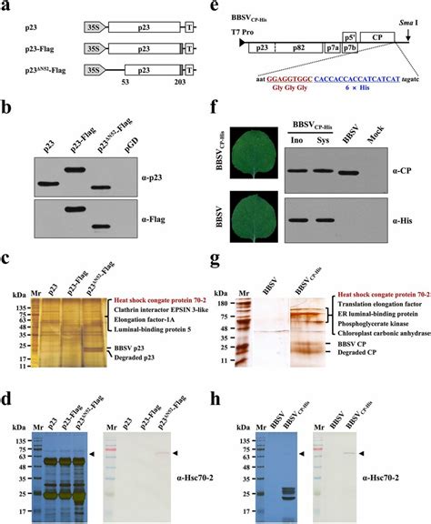 Hsc70 2 Was Co Purified With Both BBSV P23 And CP A Schematic