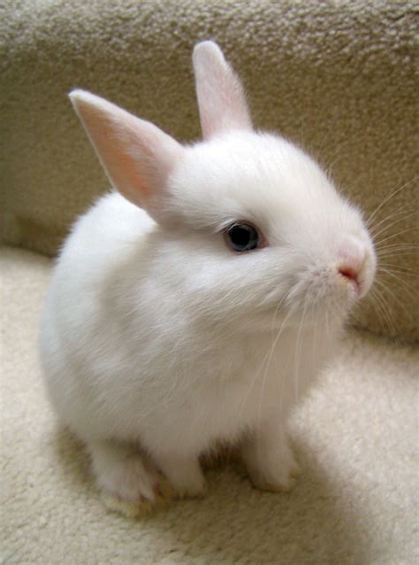 Cute White Bunny Rabbit | [#] Lunawsome