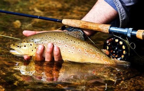 Guide To Fly Fishing The South Fork Of The Holston River Tennessee