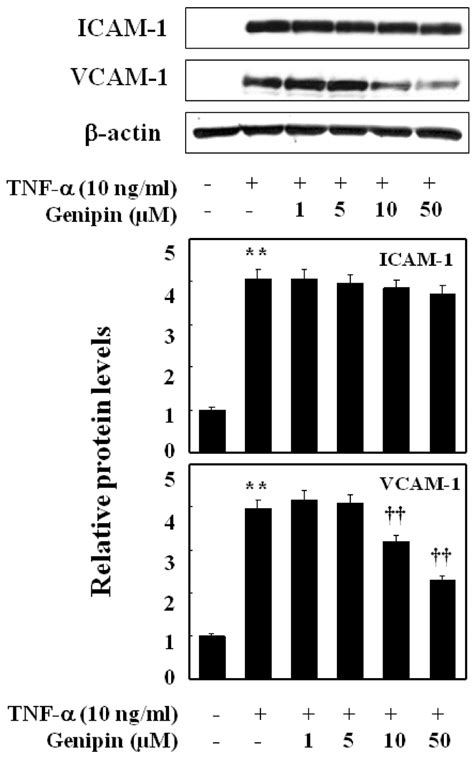 Preferential Inhibition Of Tnf Mediated Induction Of Vcam Over