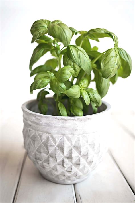 How to Grow Basil Indoors - Mom Foodie