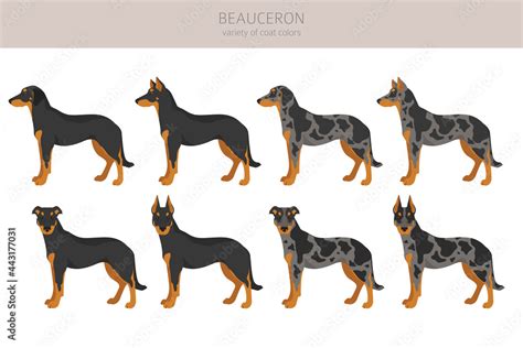 Beauceron clipart. Different coat colors and poses set Stock Vector ...