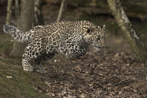 Leopards Return To The Caucasus After Almost Half A Century Russia Beyond