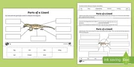 KS1 How To Look After A Lizard Differentiated Reading Comprehension