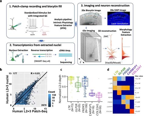 Human Patch Seq Pipeline A Workflow For Patch Clamp Recording Using