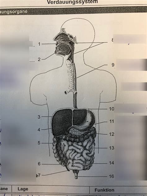 Schaubild Verdauungssystem Quizlet