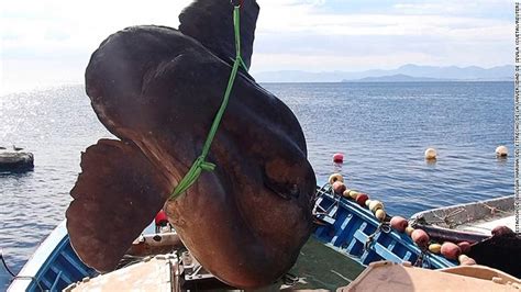 Video Giant Sunfish Found Off The Coast Of Ceuta CNN Video