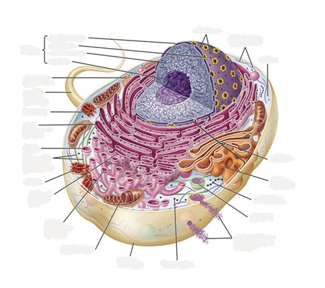 Eukaryotic Cell Animal Cell Diagram Quizlet