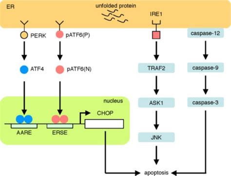 Er Stress Apoptosis Pathway