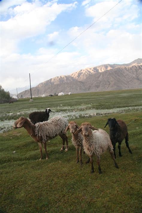 Sheep In Tashkorgan Meadow