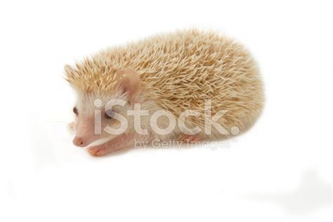 African Pygmy Hedgehog Stock Photo | Royalty-Free | FreeImages