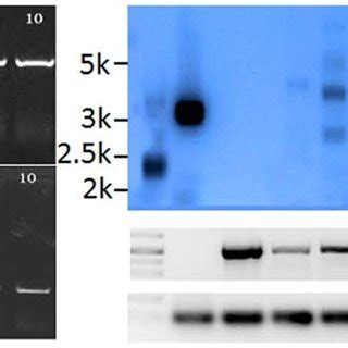 PCR And Southern Blot Analysis Of Transgenic Cotton A PCR Based