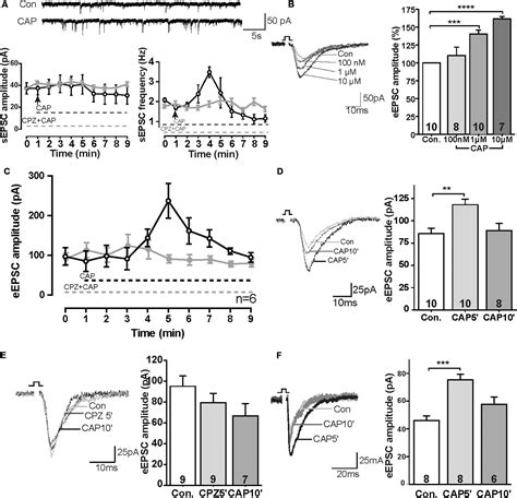 Frontiers Effects Of Trpv1 Activation By Capsaicin And Endogenous N