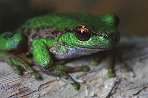 Spotted tree frog (Litoria spenceri) (Photo courtesy Trent Browning ...