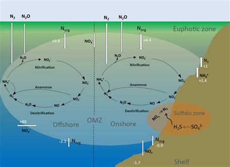 The Marine Nitrogen N Cycle With The Major Onshore And Offshore