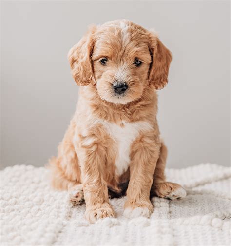 Available Cavadoodle Puppies Maple Hill Doodles