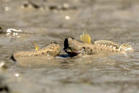 Mudskipper Fish