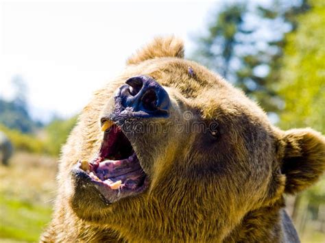 Angry Bear stock image. Image of evil, hungry, angry - 26174231