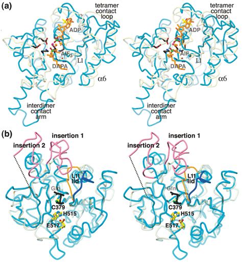 FIGURE 3 Backbone Superpositions Of EcCTPS Domains With Homologues