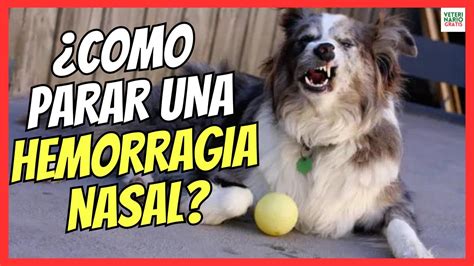 C Mo Detener La Hemorragia Nasal En Los Perros Arjal