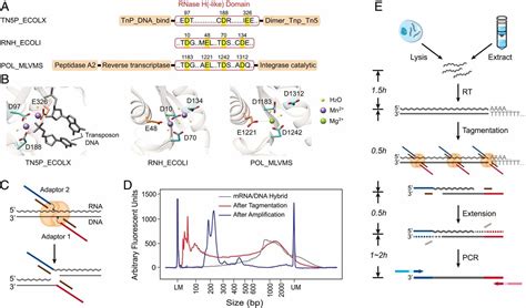 Rna Sequencing By Direct Tagmentation Of Rna Dna Hybrids Pnas