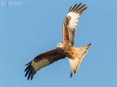 Acrobatic Red Kite Photography in Wales