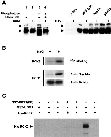 In Vivo And In Vitro Phosphorylation Of Rck2 By Hog1 A Depen Dence Download Scientific