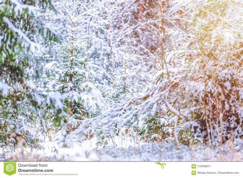 Snow Covered Fir Trees In The Winter Forest With Sunlight Christmas