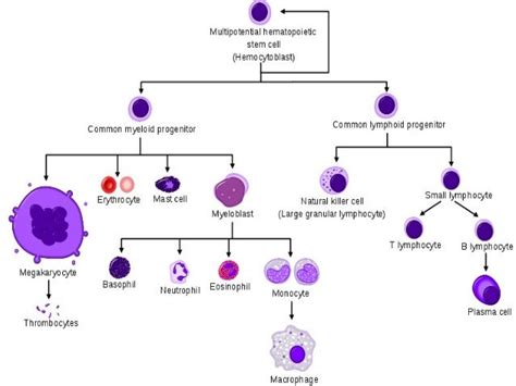 hemorrhagic diathesis & hematological melignancy