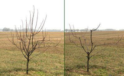 Apple Tree Pruning Before After Pruning Apple Trees Tree Pruning