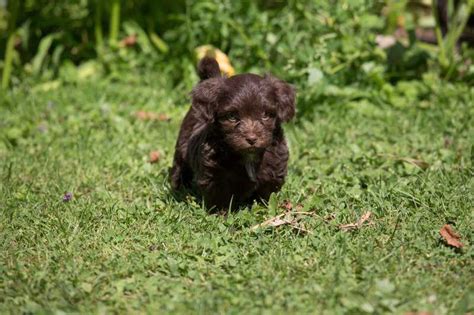 Seri Se Bolonka Zwetna Z Chter Mit Welpen In Niedersachsen Hunde De