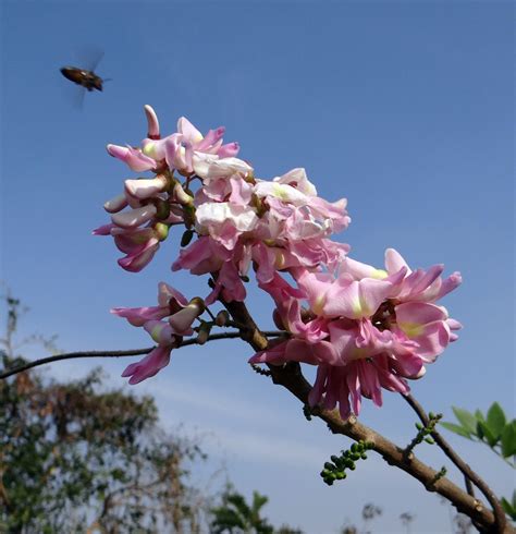 Free Images Tree Nature Outdoor Branch Wing Stem Leaf Flower