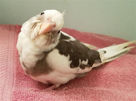 Here's my other baby boy, Junior! : r/cockatiel