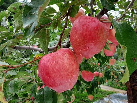 Apple Fruits Free Photo On Pixabay Pixabay