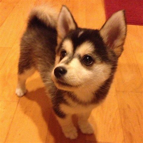 Husky Pomeranian Corgi Puppies - Pets Lovers