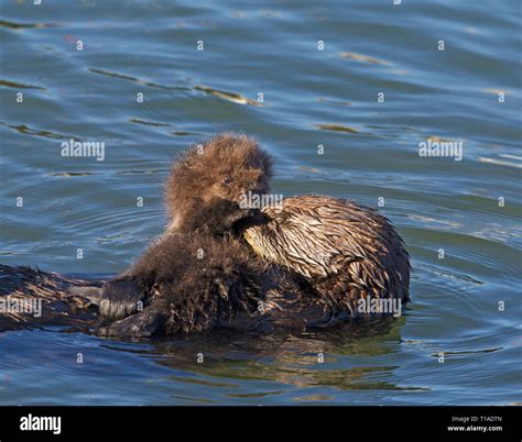 Sea Otter Mom and Very Young Pup Stock Photo - Alamy