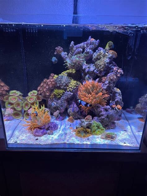 Jackies 20 Gallon Waterbox Nano Reef Journals Nano Reef Community