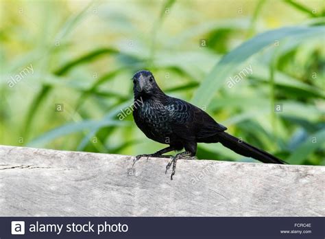 Smooth Billed Ani Crotophaga Ani Single Adult Perched On Fencepost