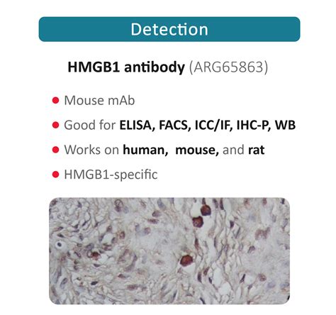 Hmgb1 In Inflammation Company Arigo Biolaboratories