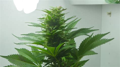 Big Bud Auto Sementes De Maconha