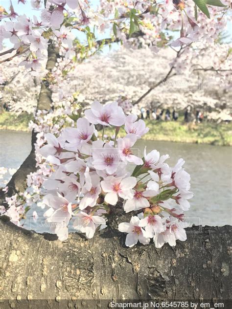 桜のクローズアップの写真・画像素材 6545785 Snapmart（スナップマート）