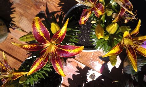 Stargazer Lilly Pretty Flowers Stargazer Lilly Flowers