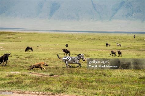 Hyena Chasing A Zebra High-Res Stock Photo - Getty Images