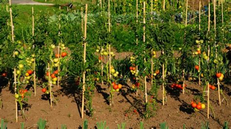 Come Legare I Pomodori Nell Orto Ecco Il Metodo Del Giardiniere