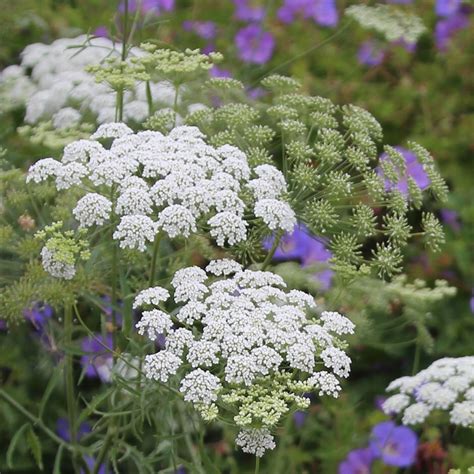 Growing Ammi Majus From Seed A Quick Guide For Beginners The Arches