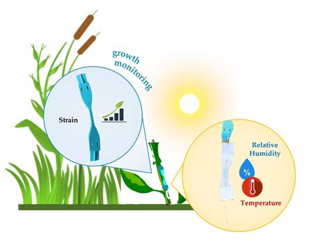 Sensors Free Full Text Plant Wearable Sensors Based On Fbg Technology For Growth And